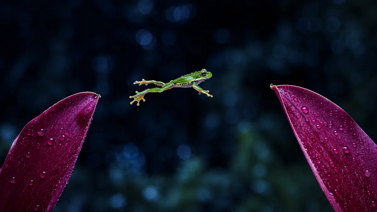 An emerald tree frog leaps between two deep-magenta orchid petals against a dark rainforest background.