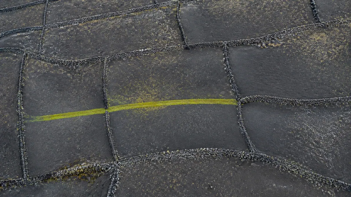 A chartreuse moss seam crosses three stone-walled plots in a top-down view of slate-black volcanic ground.
