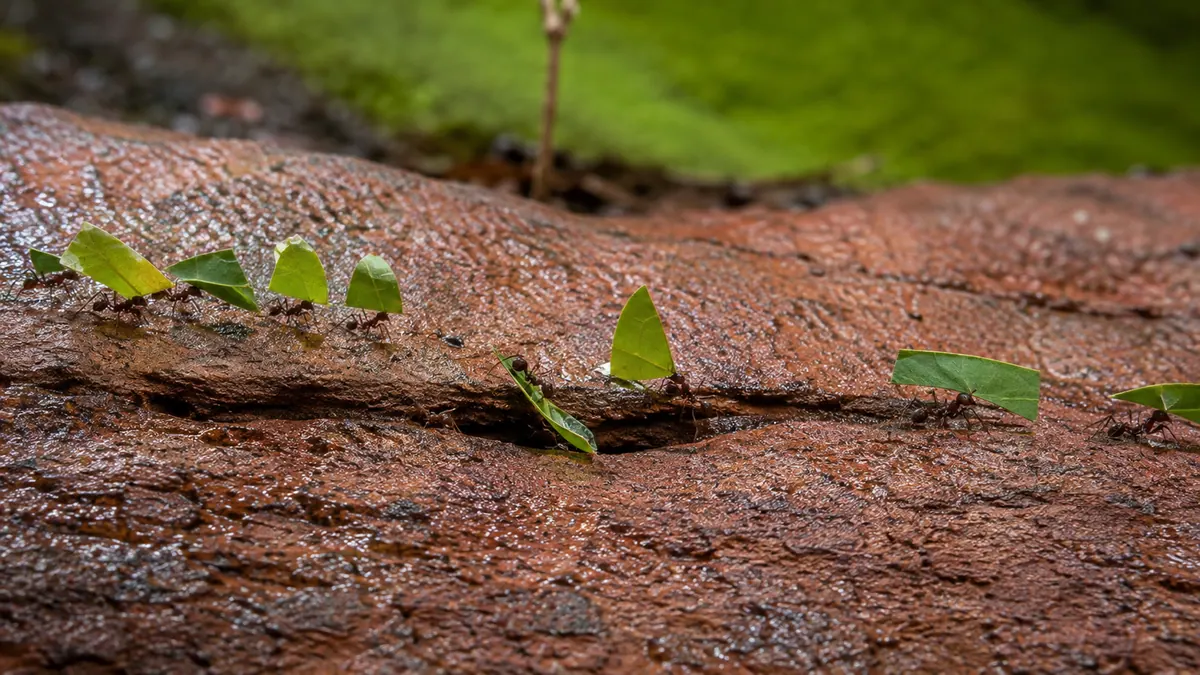 Leafcutter ants carry green leaf pieces through a narrow fissure in rain-darkened sandstone.