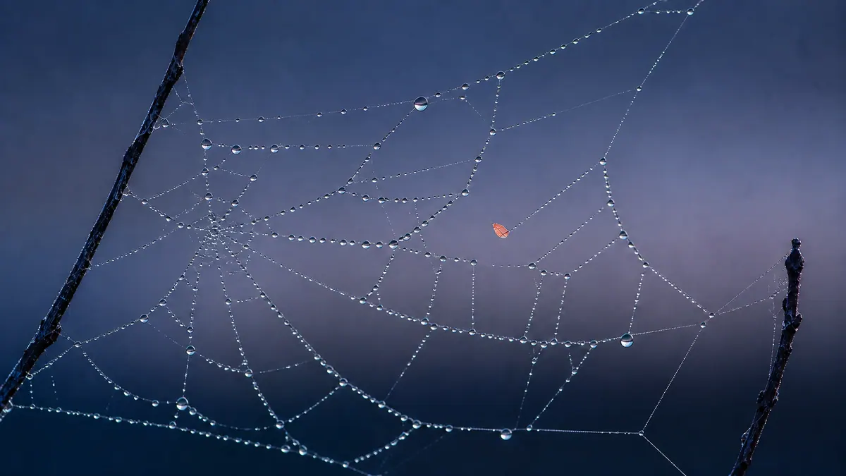A dew-covered spider web spans two dark twigs, with one silk route interrupted beside a tiny coral leaf.