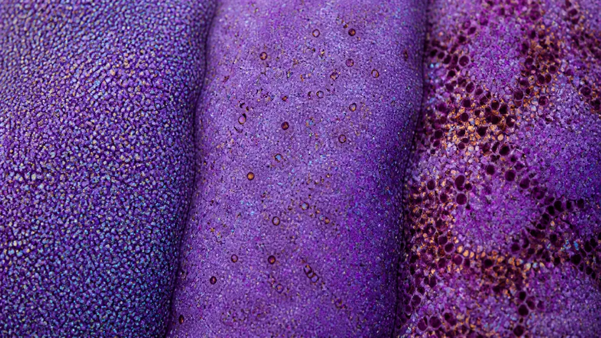 Three violet cuttlefish-skin bands reveal different cyan, amber, magenta, and charcoal chromatophore patterns at close range.